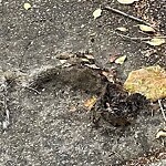 Dead Animals at 186 Pleasant St North Brookline