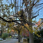 Public Trees at 109 Tappan St