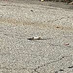 Dead Animals at 515 Clinton Rd, Chestnut Hill