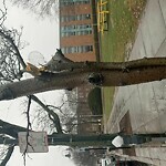 Public Trees at Florida Ruffin Ridley School, 345 Harvard St, Brookline 02446