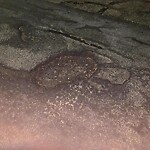 Pothole at 65 Alberta Rd, Chestnut Hill