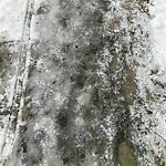 Unshoveled/Icy Sidewalk at 145 Freeman St