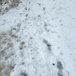 Unshoveled/Icy Sidewalk at 194 Buckminster Rd