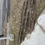 Sidewalk Repair at Dane Park, 870 Hammond St, Brookline 02445