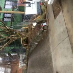 Public Trees at 112 116 Columbia St