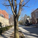 Public Trees at 1710 Beacon St