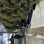 Sidewalk Obstruction at Larz Anderson Park, 21 Newton St, Brookline 02445