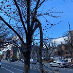 Public Trees at 640 Washington St