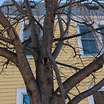 Public Trees at 240 Cypress St