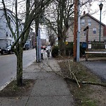 Public Trees at 39 Aspinwall Ave