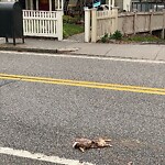 Dead Animals at 149 Walnut St