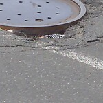 Pothole at Jfk Crossing At Harvard St. / Thorndike St.