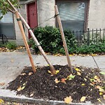 Public Trees at 31 Stearns Rd Public Trees at 31 Stearns Rd