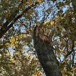 Public Trees at 79 Druce St, Brookline 02445 Public Trees at 79 Druce St, Brookline 02445