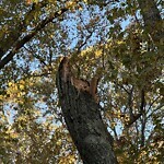 Public Trees at 79 Druce St, Brookline 02445 Public Trees at 79 Druce St, Brookline 02445