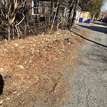 Rodent Issues at 42.34 N 71.14 W