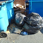 Rodent Issues at 8 Harvard St Brookline Village