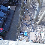 Rodent Issues at 1418 Beacon St Corey Hill