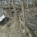 Rodent Issues at 1418 Beacon St Corey Hill