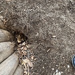 Rodent Issues at 429 Harvard St North Brookline