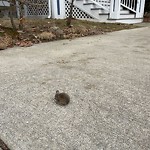 Rodent Issues at 50 Stedman St