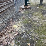 Rodent Issues at 10 Pearl St