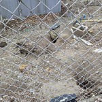 Rodent Issues at 9 Station St