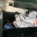 Rodent Issues at 117 Independence Dr Chestnut Hill