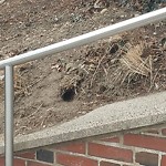 Rodent Issues at 115 Greenough St Brookline