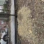 Rodent Issues at Babcock St North Brookline Brookline