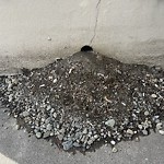 Rodent Issues at 30 Station St Brookline Village