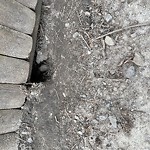 Rodent Issues at 62 Fuller St North Brookline