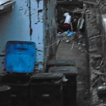 Rodent Issues at 1422 Beacon St Corey Hill