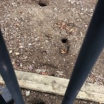 Rodent Issues at 42.34 N 71.12 W