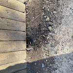 Rodent Issues at 62 Fuller St North Brookline