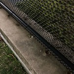 Rodent Issues at 361 Washington St