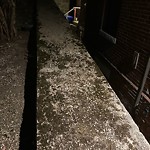 Rodent Issues at 11 Pierce St