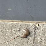 Rodent Issues at 55 Station St