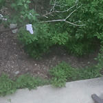 Rodent Issues at 11 Pierce St Brookline Village