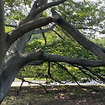Public Trees at 1–99 Beech Rd