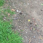 Rodent Issues at 16 Davis Ave