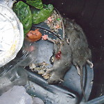 Rodent Issues at Summit Ave Corey Hill Brookline