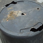 Rodent Issues at Summit Ave Corey Hill Brookline