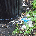 Rodent Issues at Summit Ave Corey Hill Brookline