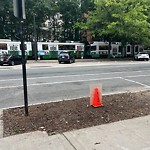 Public Trees at 1477 Beacon St Griggs Park