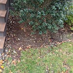 Rodent Issues at 10 Shailer St