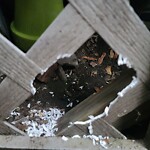 Rodent Issues at 11 Wellman St North Brookline