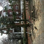 Public Trees at 500 Harvard St