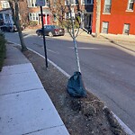 Public Trees at 17 Summit Ave