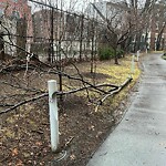 Public Trees at 345 Harvard St